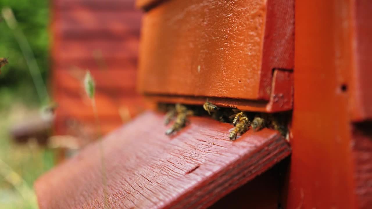 Stock Video Bees Entering Their Beehive Live Wallpaper For PC - Free Download