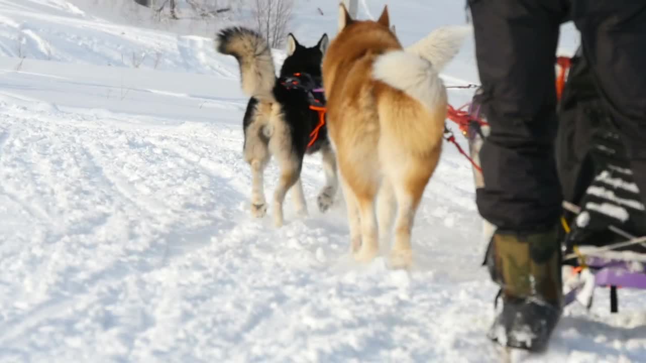 Free Video Stock Sled Dogs Pulling In The Snow Live Wallpaper - Free Download