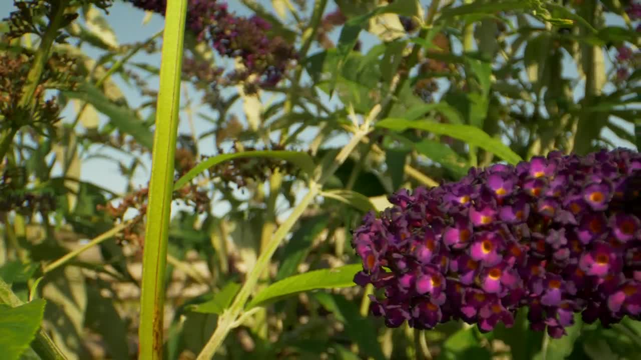 Video Stock Butterfly In A Summer Garden Live Wallpaper For PC - Free Download