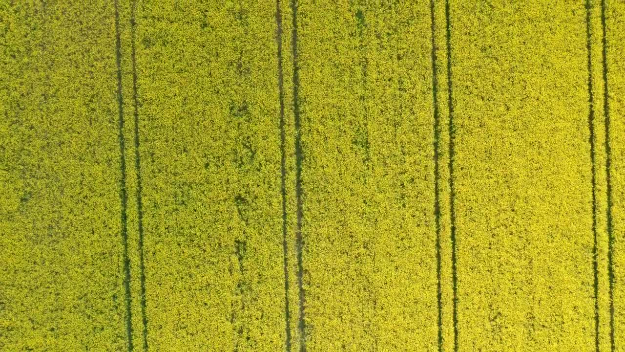Free Video Stock Slow Moving Shot Of Crops Live Wallpaper - Free Download