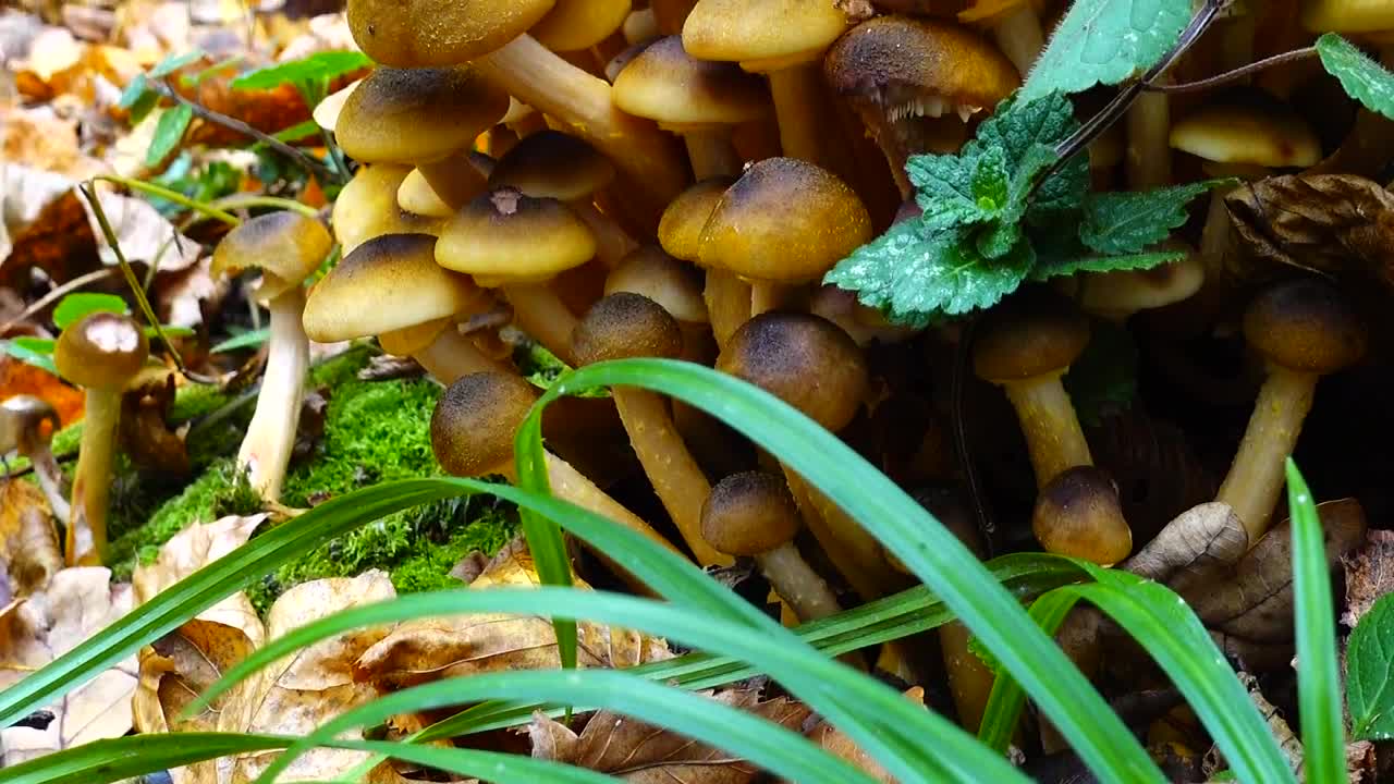 Stock Footage Wild Mushrooms Growing In The Forest Live Wallpaper - Free Download