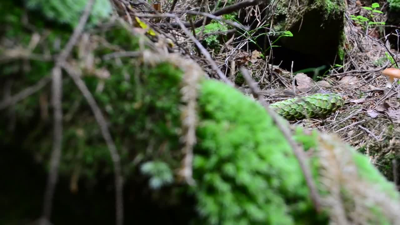 Video Stock Pinecone On The Forest Floor Live Wallpaper Free - Free Download