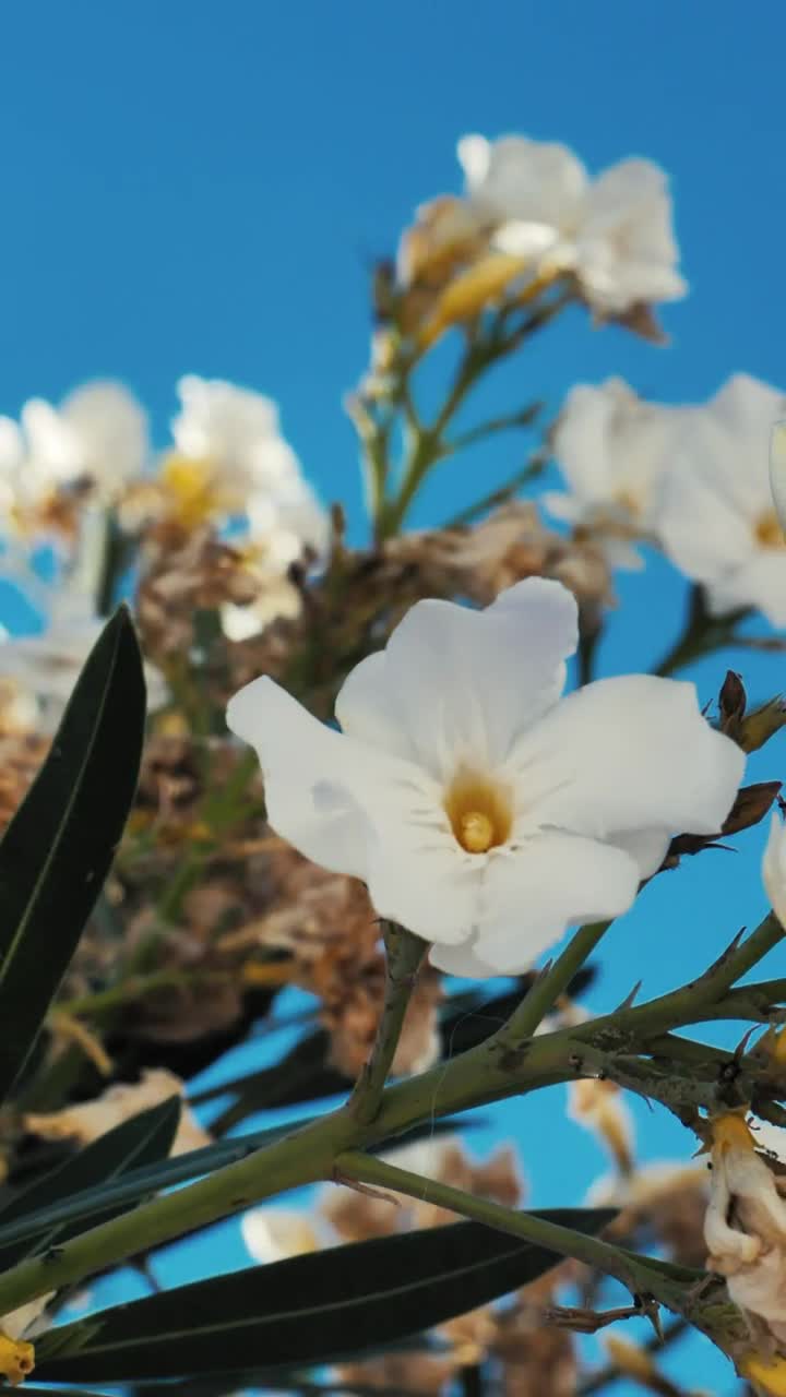 Stock Footage White Flowers In The Breeze Live Wallpaper - Free Download