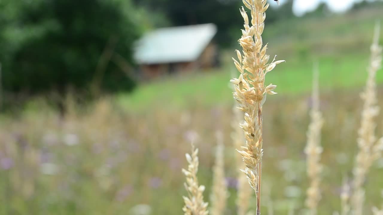 Stock Footage Wildflowers Growing In A Field Live Wallpaper - Free Download
