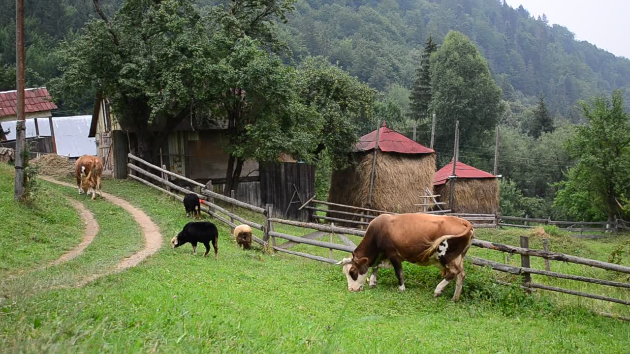 Stock Video Cows In A Mountain Farm Live Wallpaper For PC - Free Download