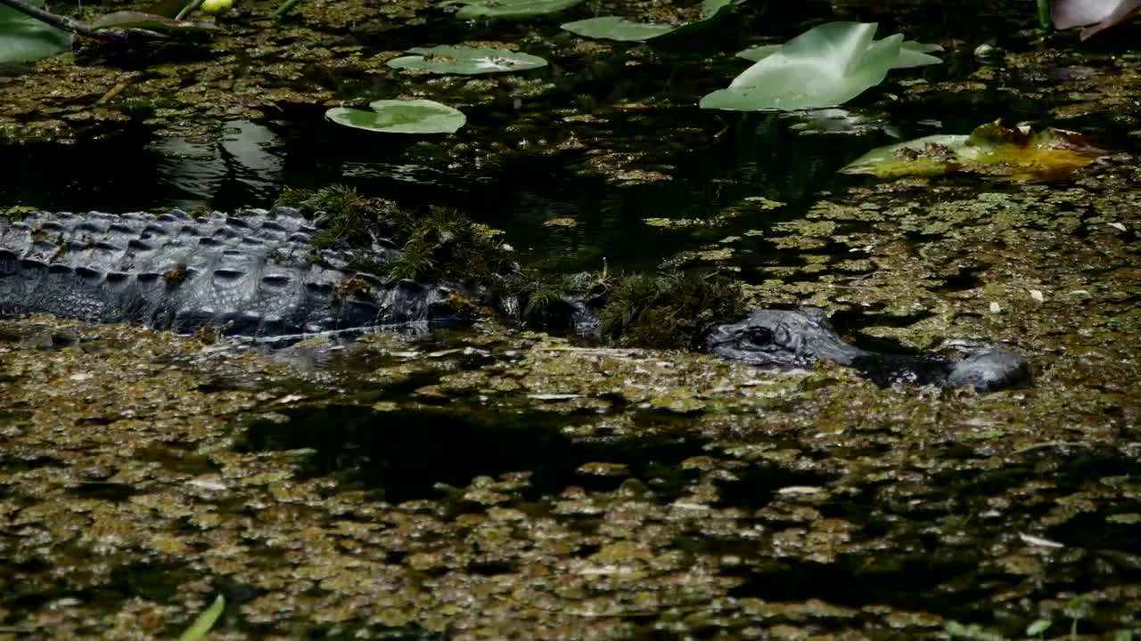 Stock Video Big Alligator Swimming In The Swamp Live Wallpaper For PC - Free Download