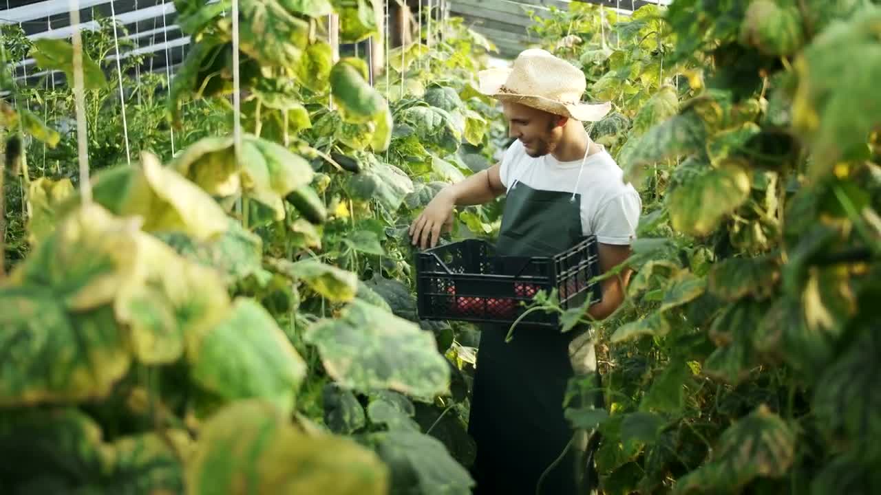 Stock Video Man Gathers Vegetables In Greenhouse Animated Wallpaper - Free Download