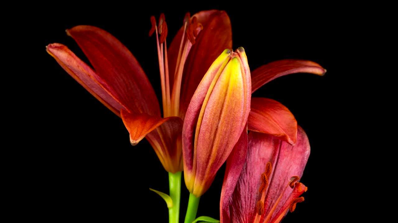 Video Stock Red Lily Flower Opens Live Wallpaper Free - Free Download