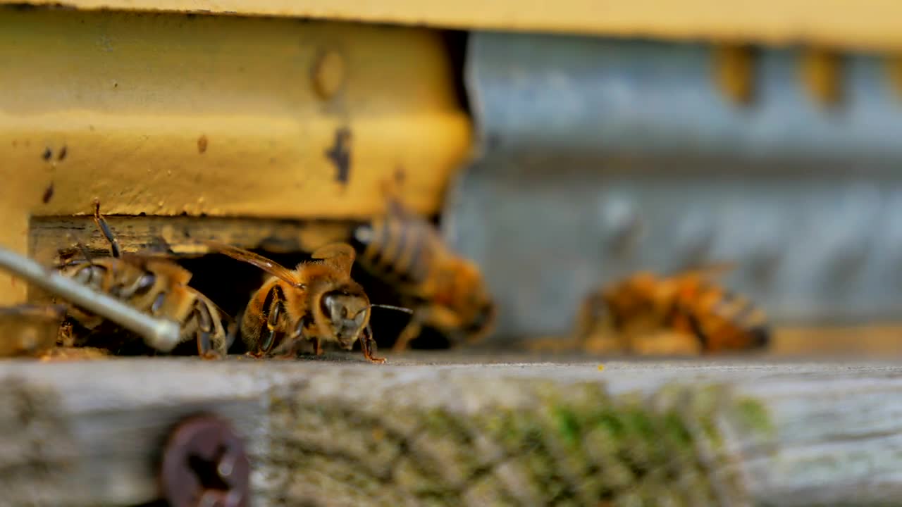 Stock Video Bees Seen In Detail On A Beekeeping Farm Live Wallpaper For PC - Free Download