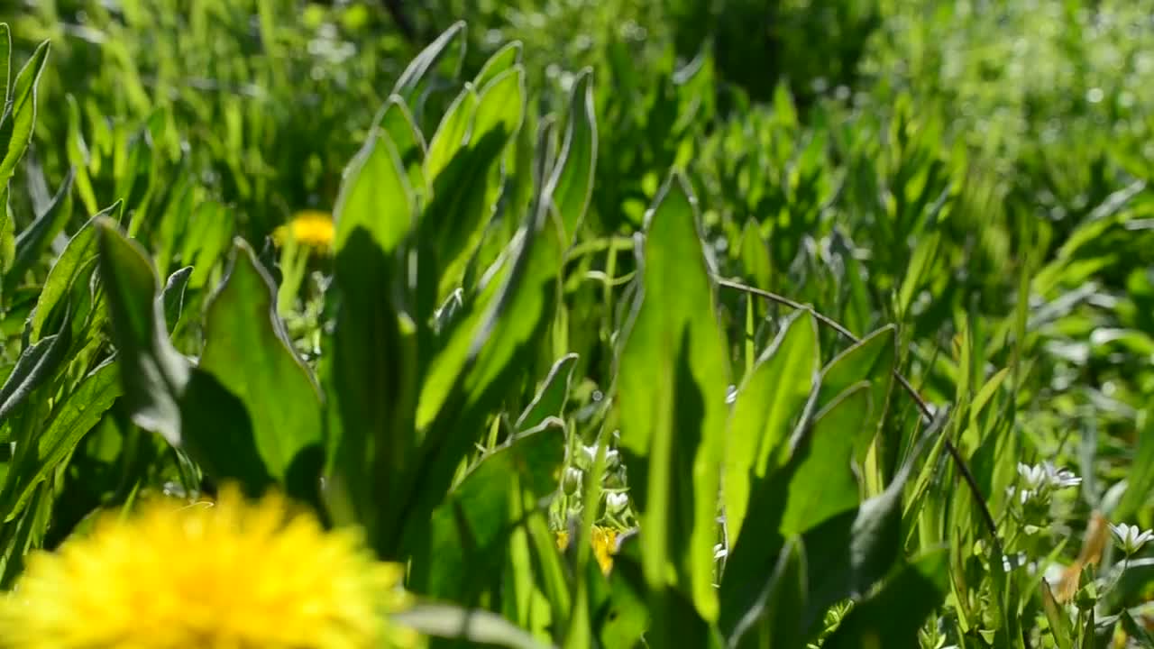 Free Video Stock sunshine over wildflowers Live Wallpaper - Free Download