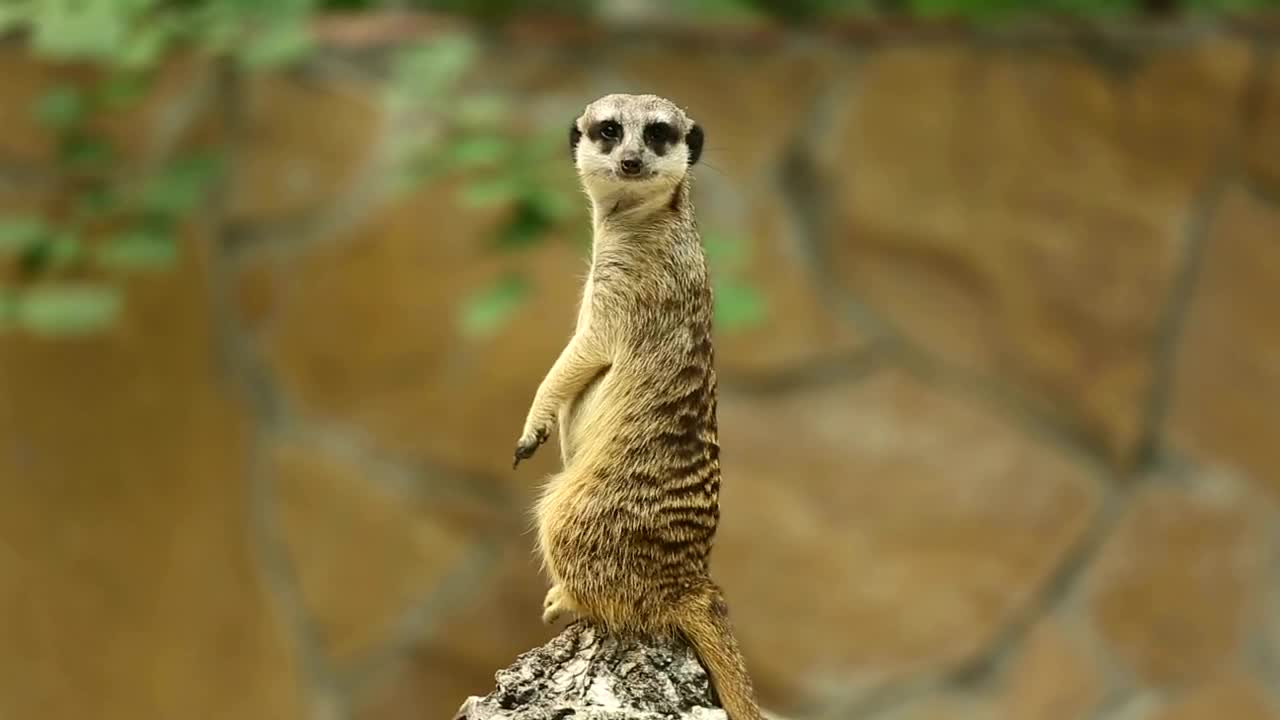 Stock Video Meerkat In The Wil Animated Wallpaper - Free Download