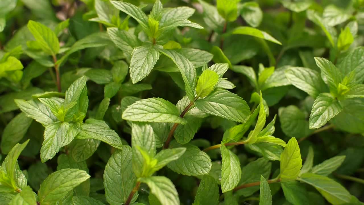 Free Stock Video Watering Mint Plants Live Wallpaper - Free Download