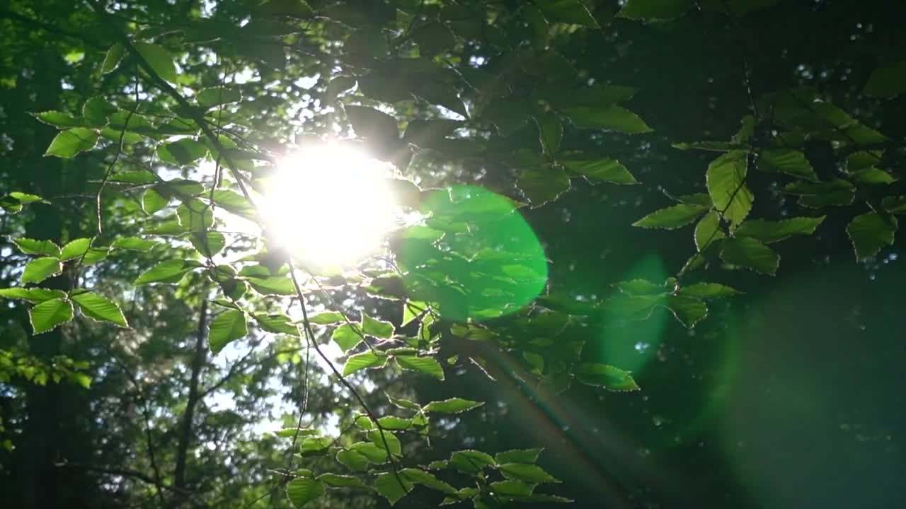 Free Video Stock Sunlight Crossing The Branches Of Trees Live Wallpaper - Free Download