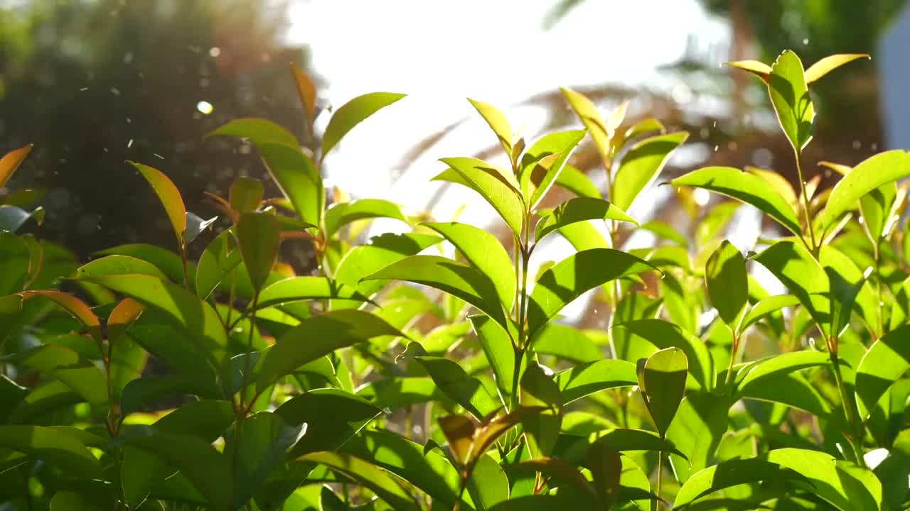 Stock Footage Watering Plants In A Small Garden Live Wallpaper - Free Download