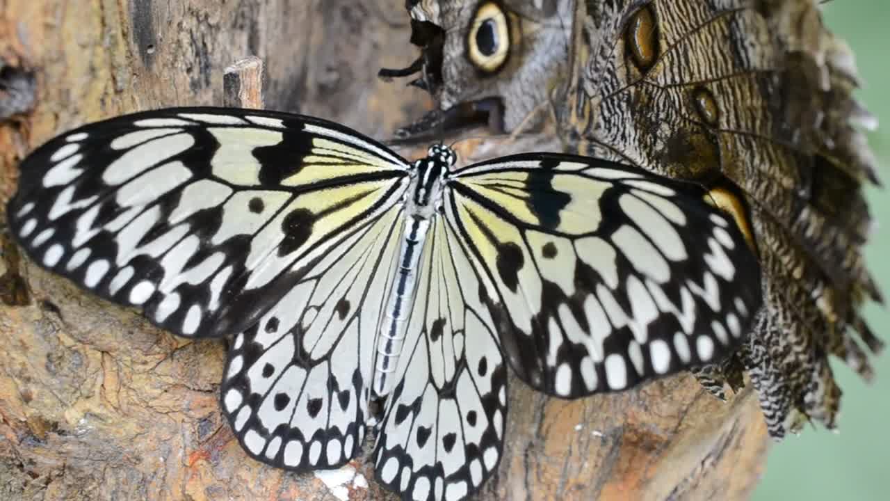 Video Stock Butterflies On The Side Of A Tree Live Wallpaper For PC - Free Download