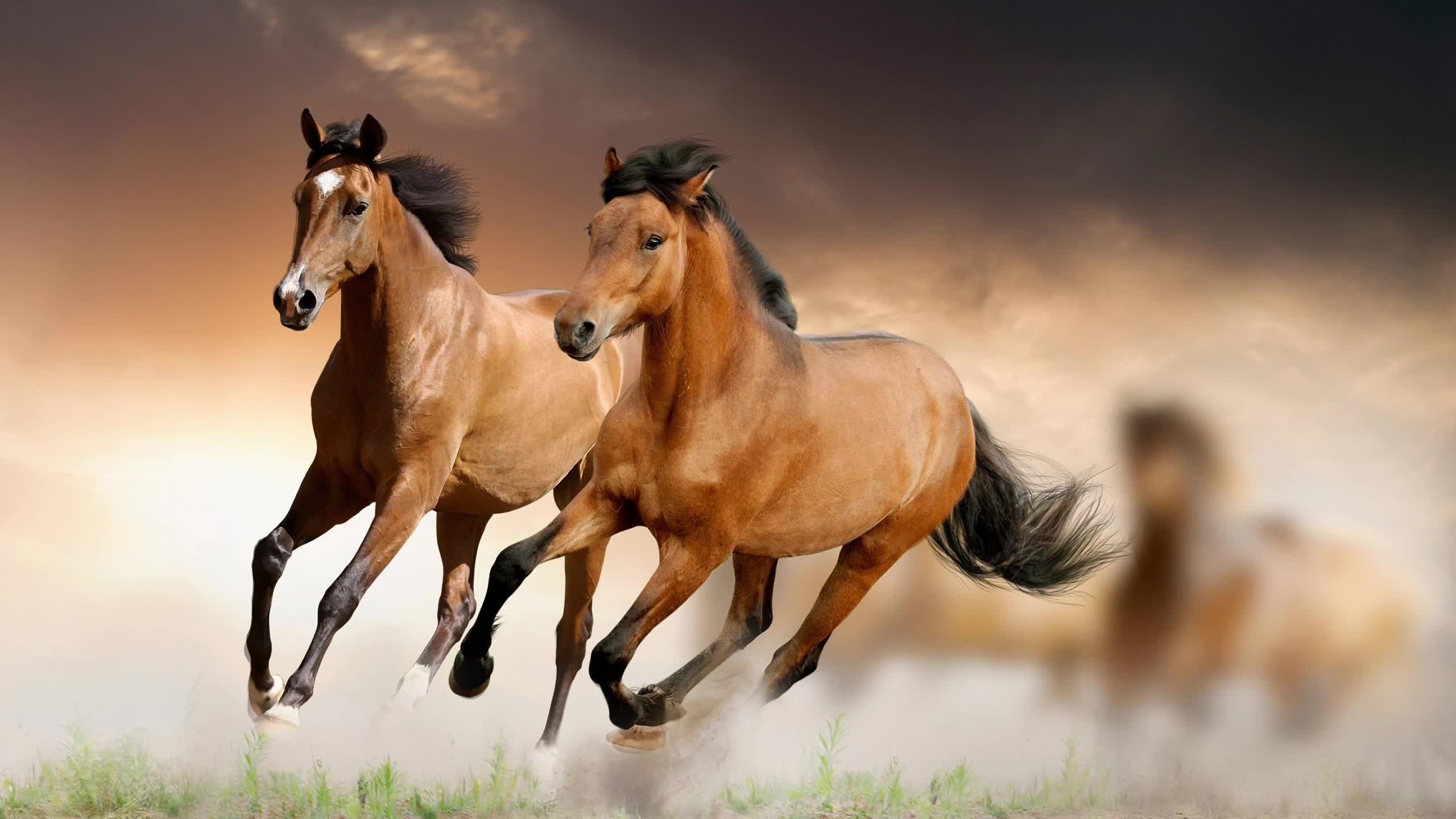 Band  Of  Horses  Dust  2K  Live  Wallpaper - Free Download