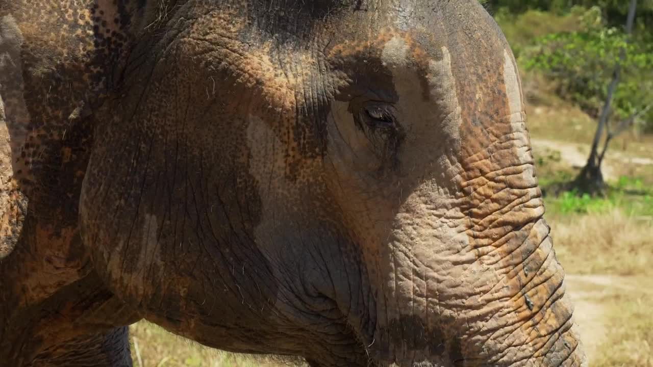 Stock Video Elephant Carrying Something To Its Mouth Live Wallpaper For PC - Free Download