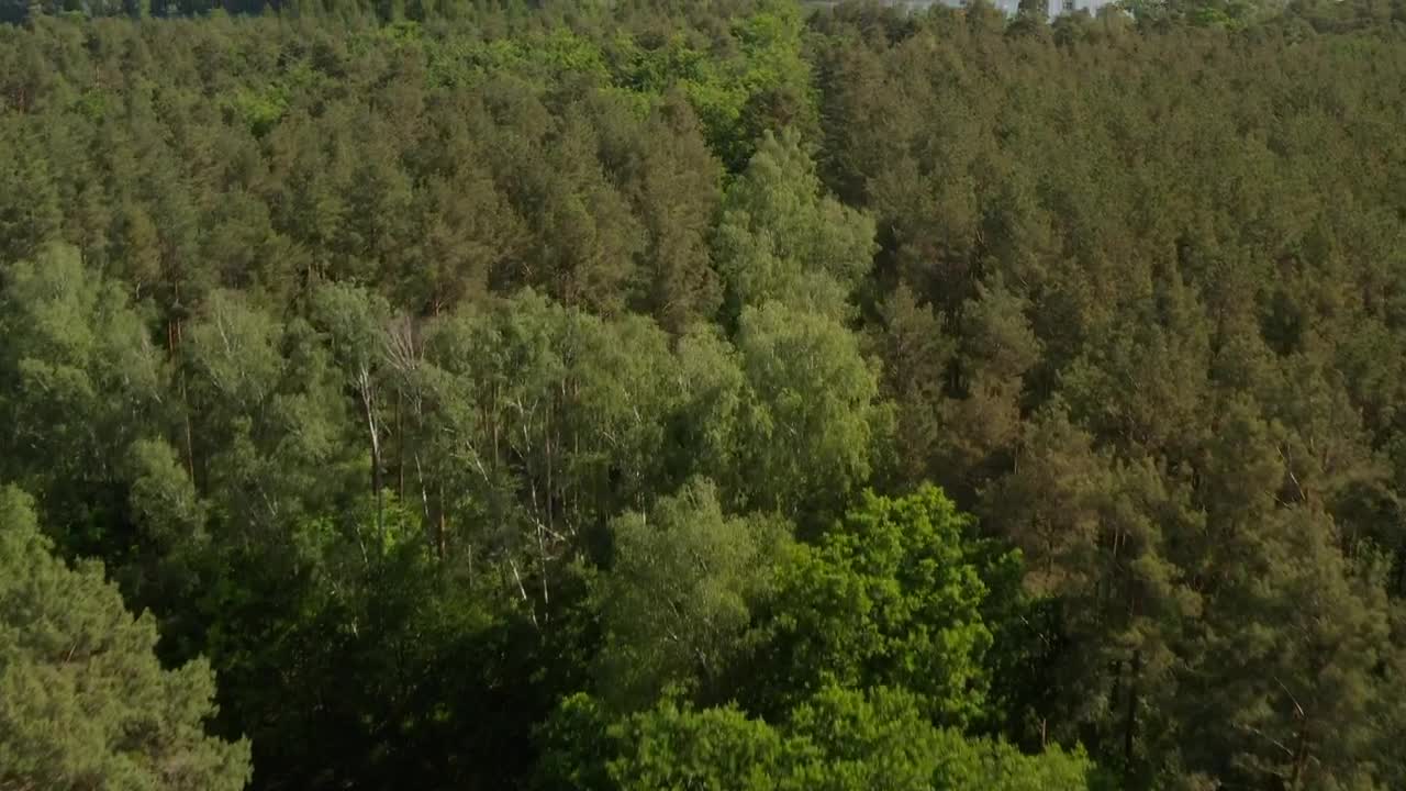 Free Stock Video Revealing A River In The Forest Live Wallpaper - Free Download