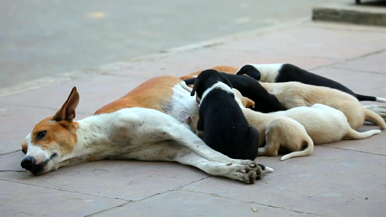 Stock Video Dog Cubs Eating From Their Mother Live Wallpaper For PC - Free Download