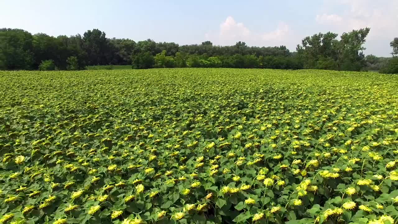 Stock Video Field Of Sunflowers In Nature On A Sunny Day Live Wallpaper For PC - Free Download