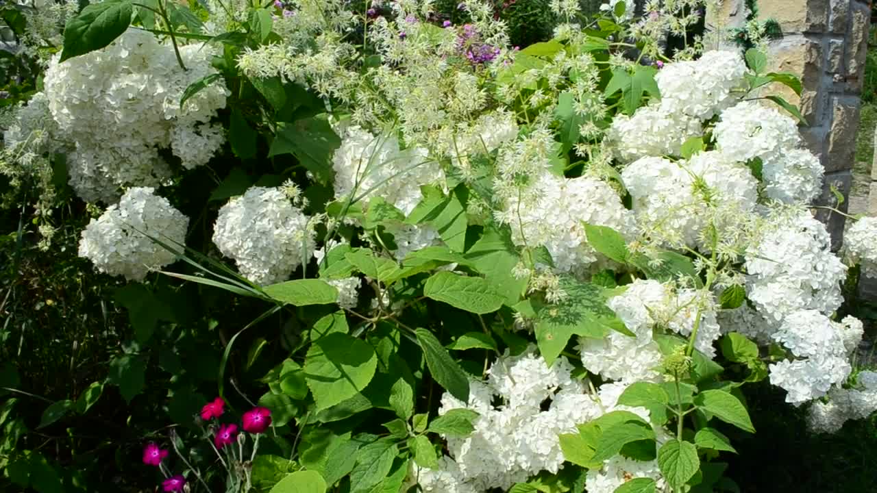 Free Video Stock Summer Garden Flowers Live Wallpaper - Free Download