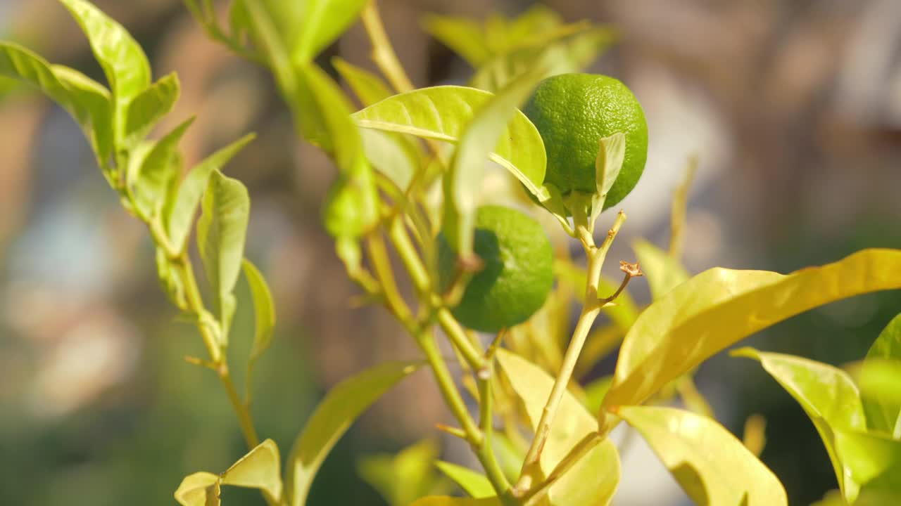 Stock Video Limes Growing In A Garden Animated Wallpaper - Free Download
