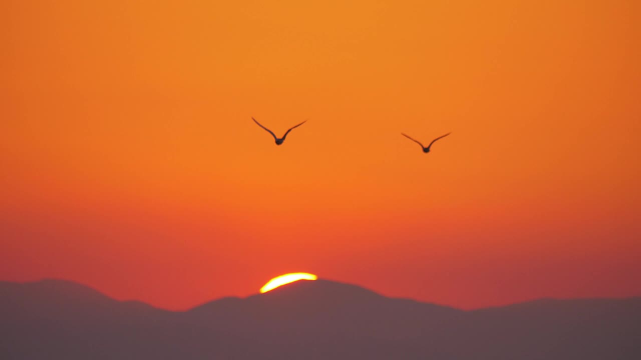 Free Stock Video Seagulls Flying Against A Bright Orange Sky Live Wallpaper - Free Download