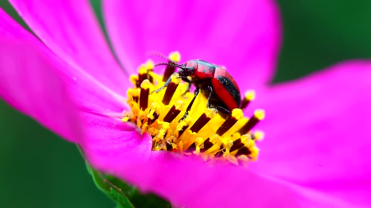 Stock Video Beetle Walking On A Pink Flower Live Wallpaper For PC - Free Download