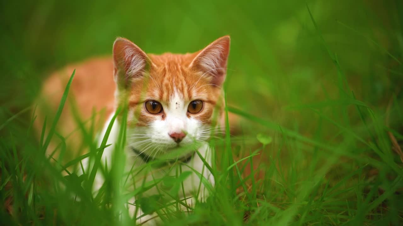 Stock Footage White Cat Lying Among The Grasses Seen Up Close Live Wallpaper - Free Download