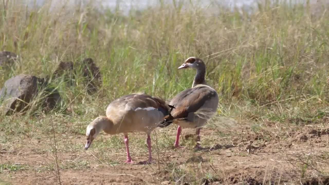 Stock Video Gooses Grazing In The Valley Live Wallpaper For PC - Free Download