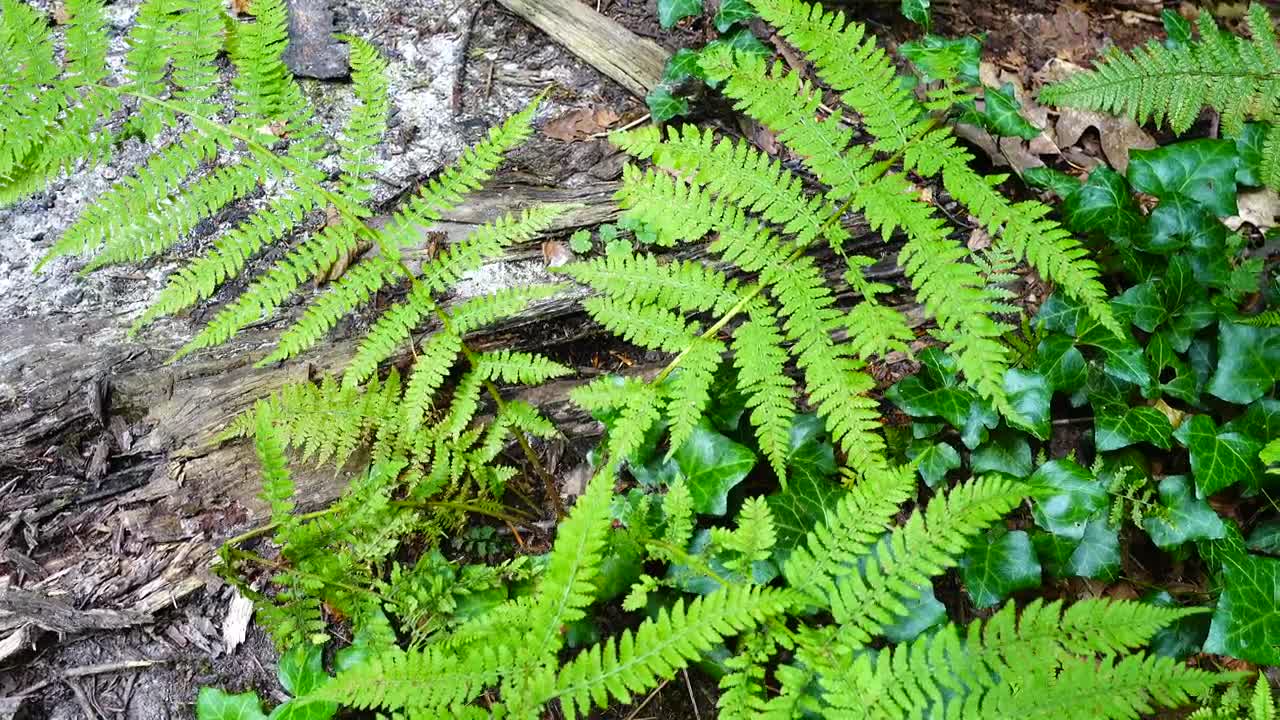 Stock Video Ferns And Ivy On The Forest Live Wallpaper For PC - Free Download