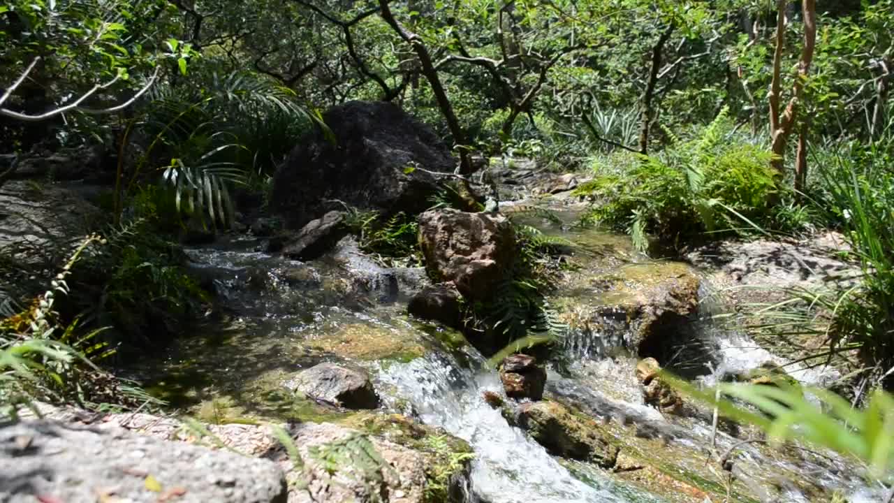 Stock Video Natural Stream Through A Forest Live Wallpaper - Free Download