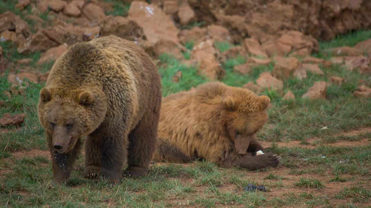 Stock Video Pair Of Brown Bears In The Field Live Wallpaper - Free Download