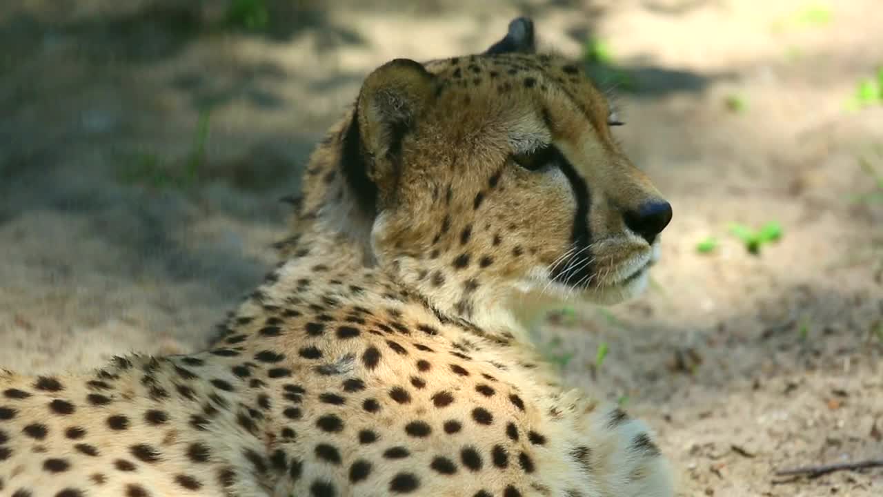 Video Stock Cheetah Is Yawning Live Wallpaper For PC - Free Download