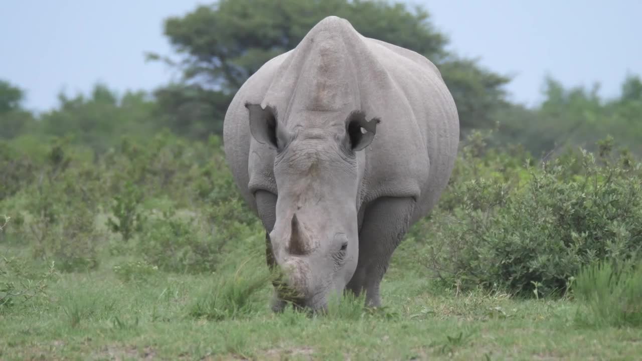 Free Stock Video Rhino Grazing In The Wild Live Wallpaper - Free Download