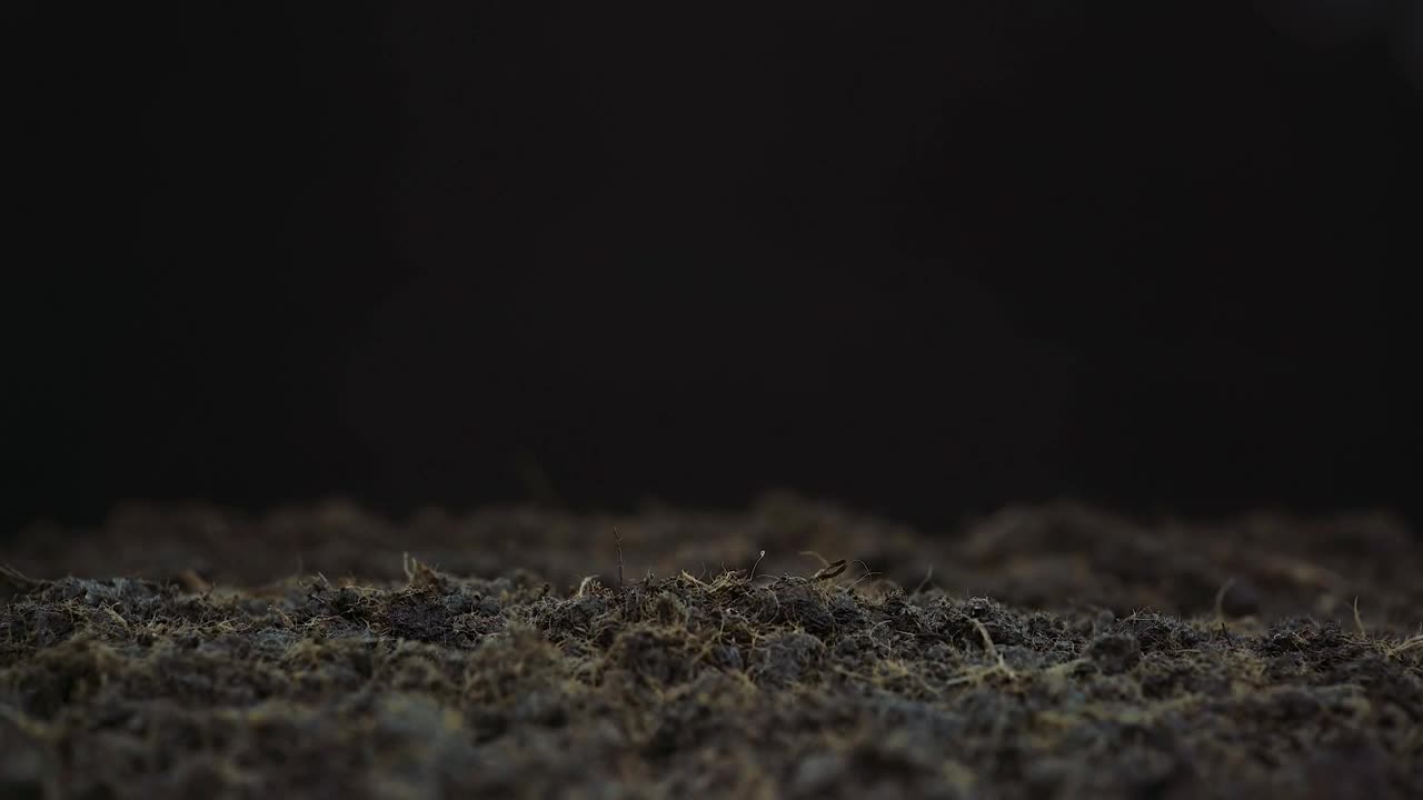 Video Stock Plant Growing In The Ground Live Wallpaper Free - Free Download
