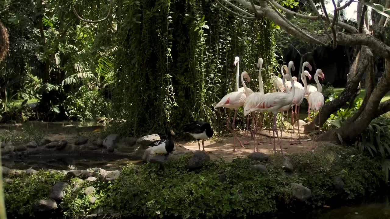 Stock Video Group Of Flamingos On The Shore Of A Lake Live Wallpaper For PC - Free Download