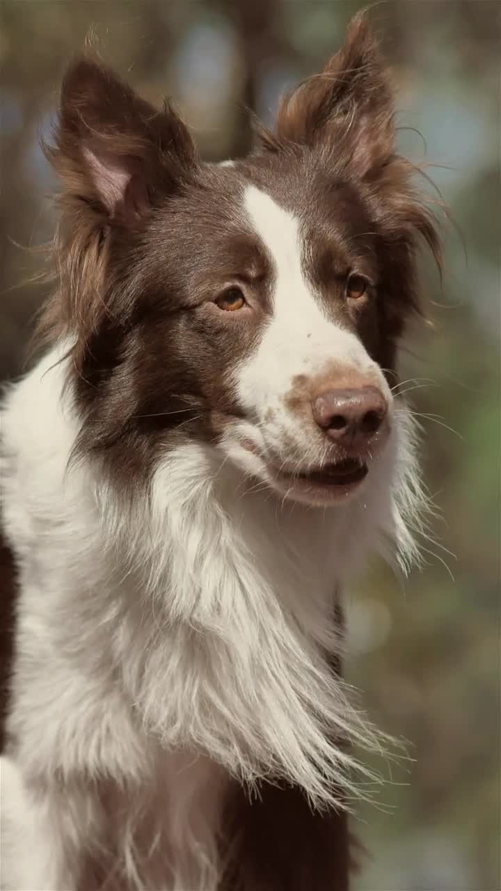 Stock Video Panting Dog Live Wallpaper - Free Download