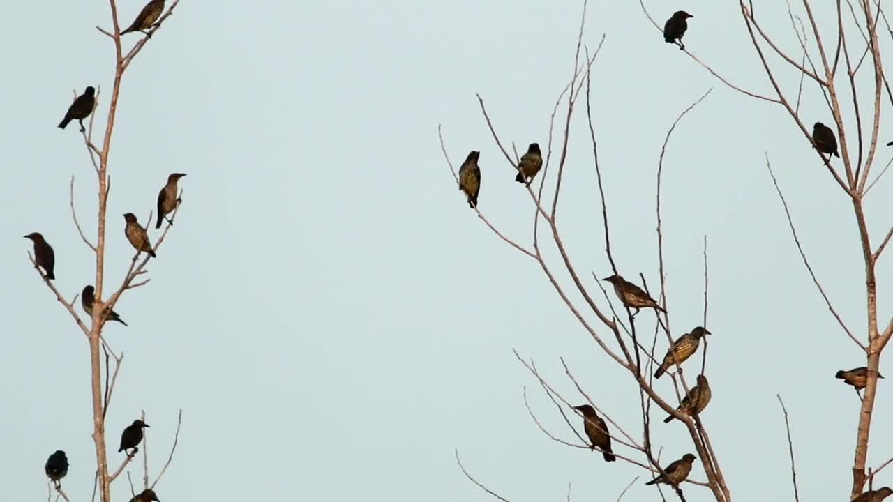 Stock Video Lots Of Starlings In A Tree Animated Wallpaper - Free Download
