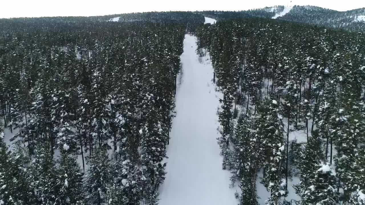 Stock Video Long Clearing Through A Forest Animated Wallpaper - Free Download