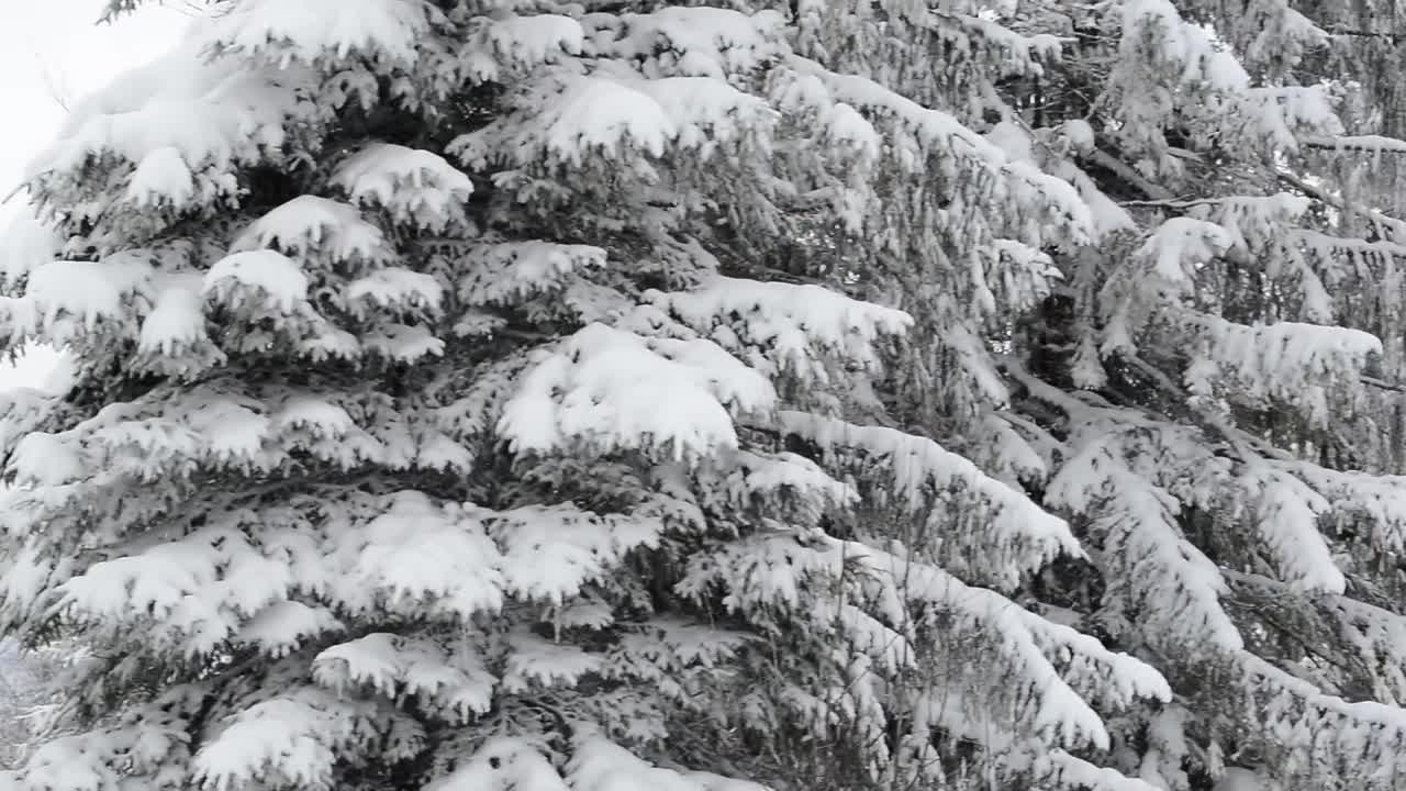 Free Video Stock Strong Winter In A Forest Full Of Frozen Pines Live Wallpaper - Free Download