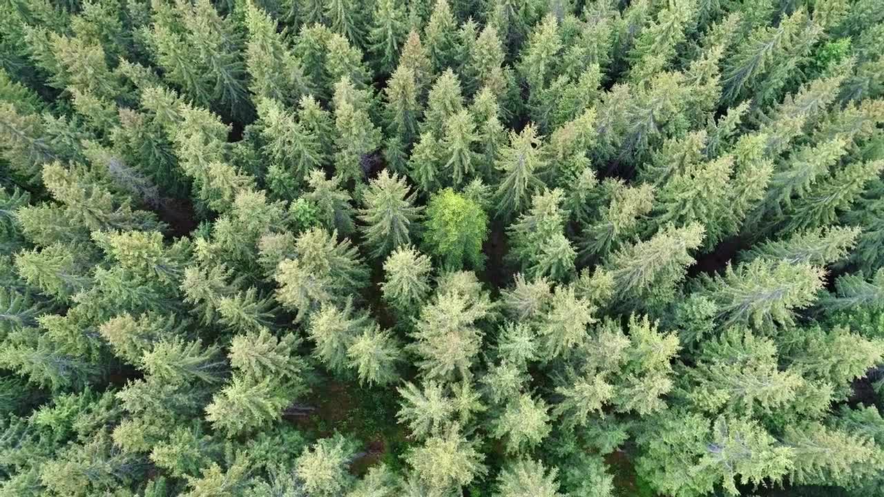 Free Video Stock tilt aerial shot in a pine forest near a village Live Wallpaper - Free Download