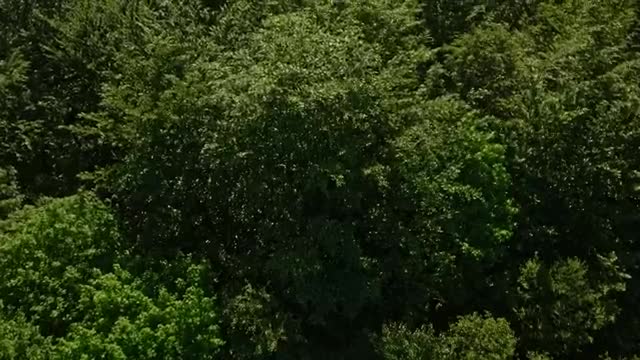 Stock Video Large Forest In The Countryside Smal Animated Wallpaper - Free Download