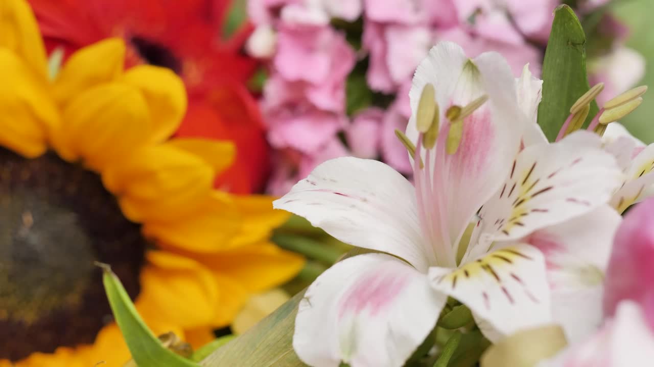 Stock Video Different Types Of Flowers Close Up Shot Live Wallpaper For PC - Free Download