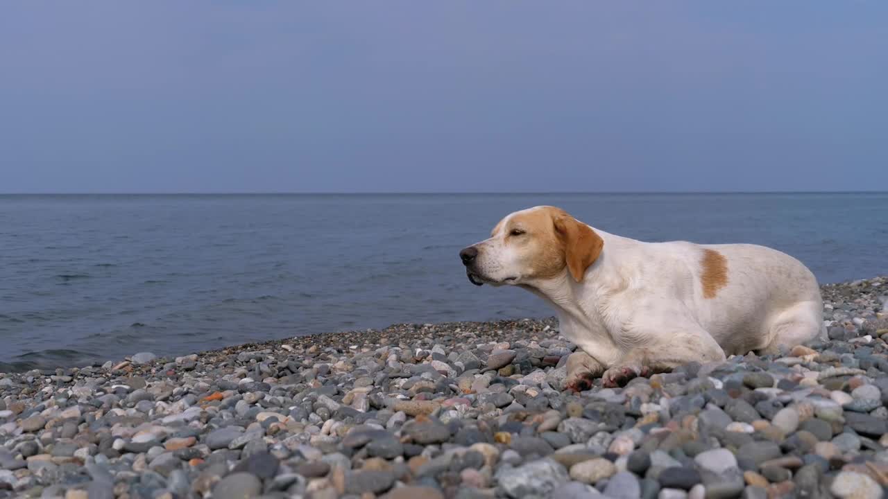 Stock Video Homeless Sad Dog By The Sea Animated Wallpaper - Free Download