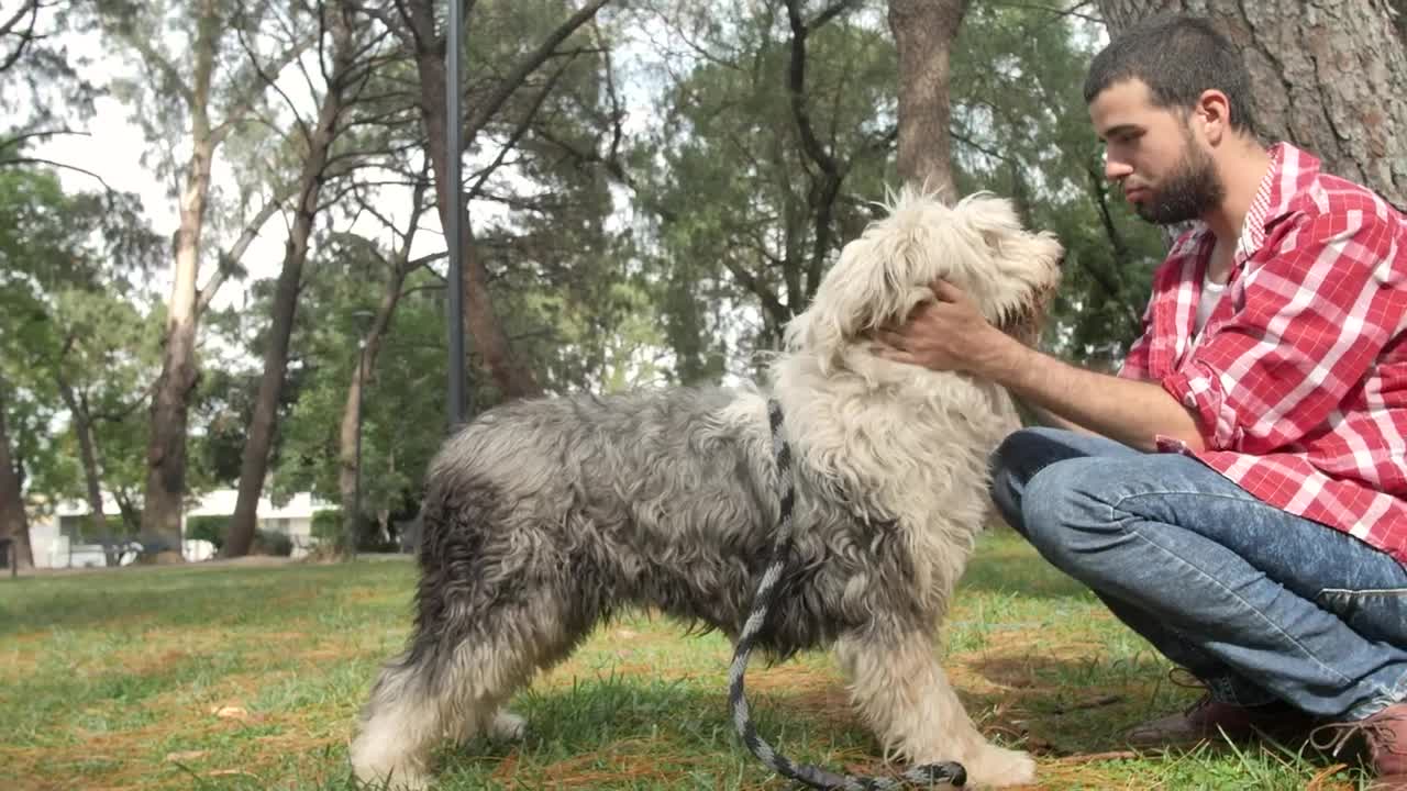 Stock Video Man In A Park Strokes His Dog Down Animated Wallpaper - Free Download