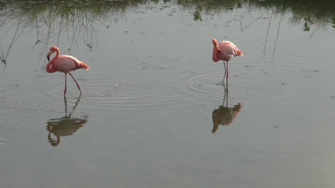 Stock Video Flamingos Walking In The Water Live Wallpaper For PC - Free Download