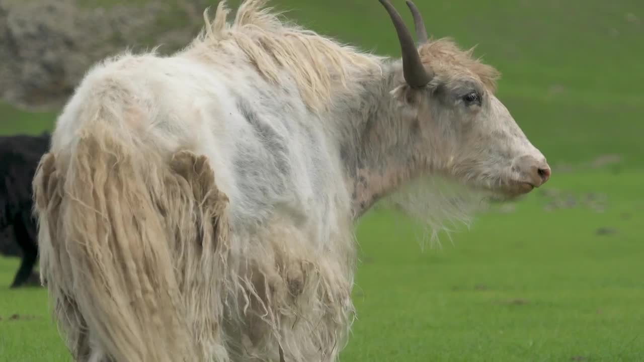 Stock Footage White Horned Ox Grazing In The Valley Live Wallpaper - Free Download