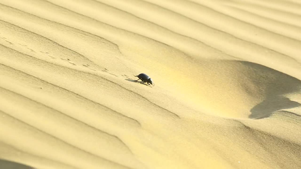 Stock Video Beetle Walking In The Desert Sand Live Wallpaper For PC - Free Download