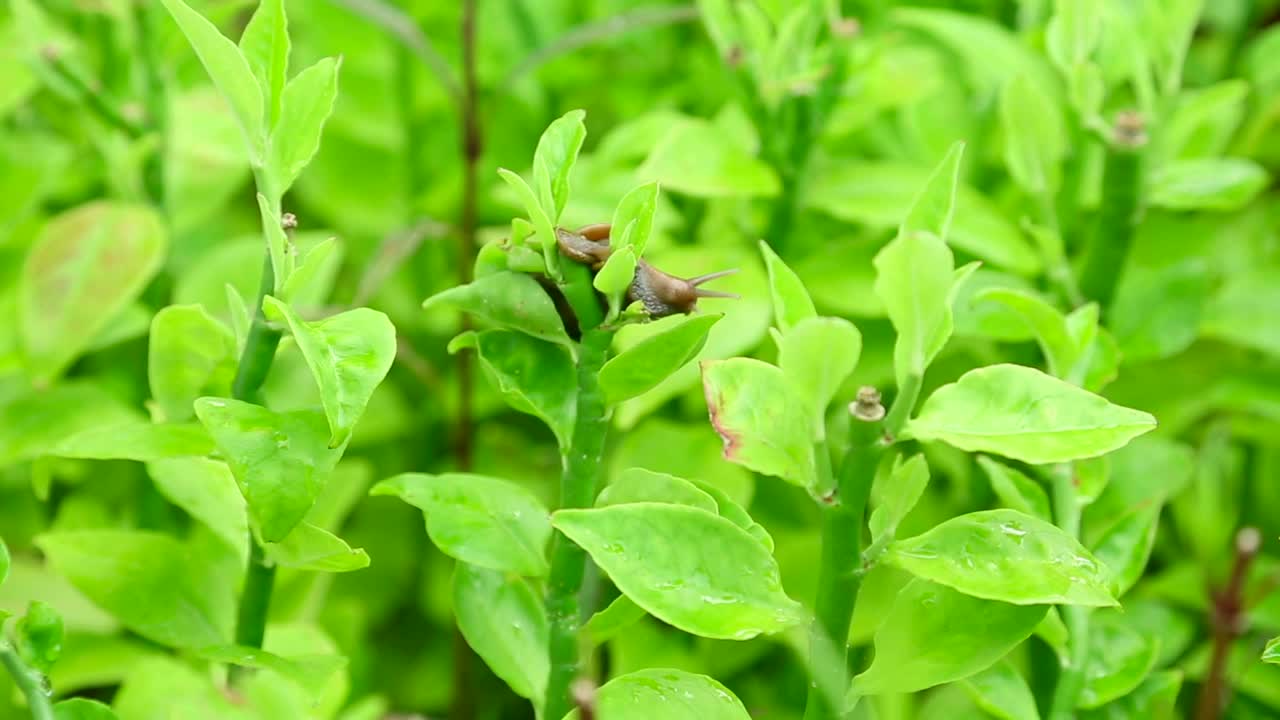 Stock Video Garden Snail On A Green Branch Live Wallpaper For PC - Free Download